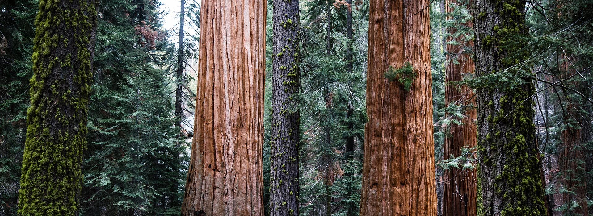 Sequoia forest
